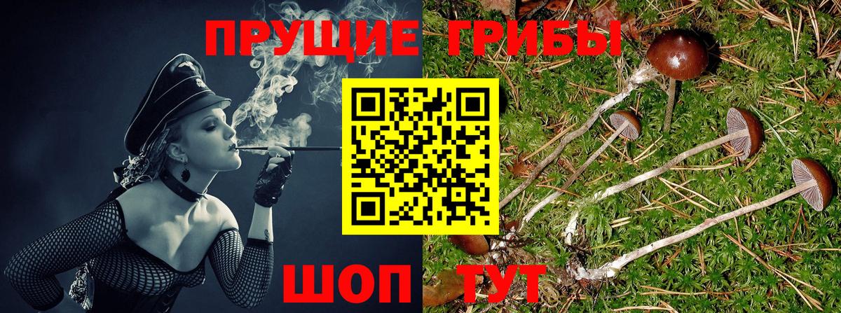 Галлюциногенные грибы Psilocybe Шелехов